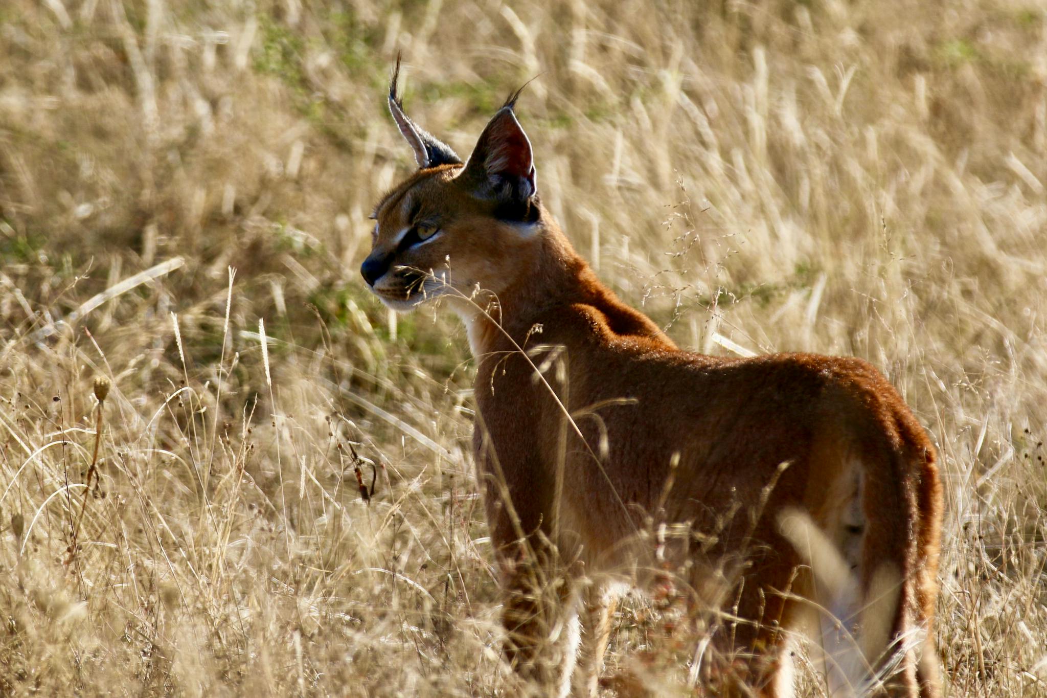 A caracal standing gracefully in a sunlit South African grassland, showcasing its majestic beauty.